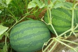 朝阳吃瓜网,揭秘娱乐圈最新热点，带你领略明星幕后故事